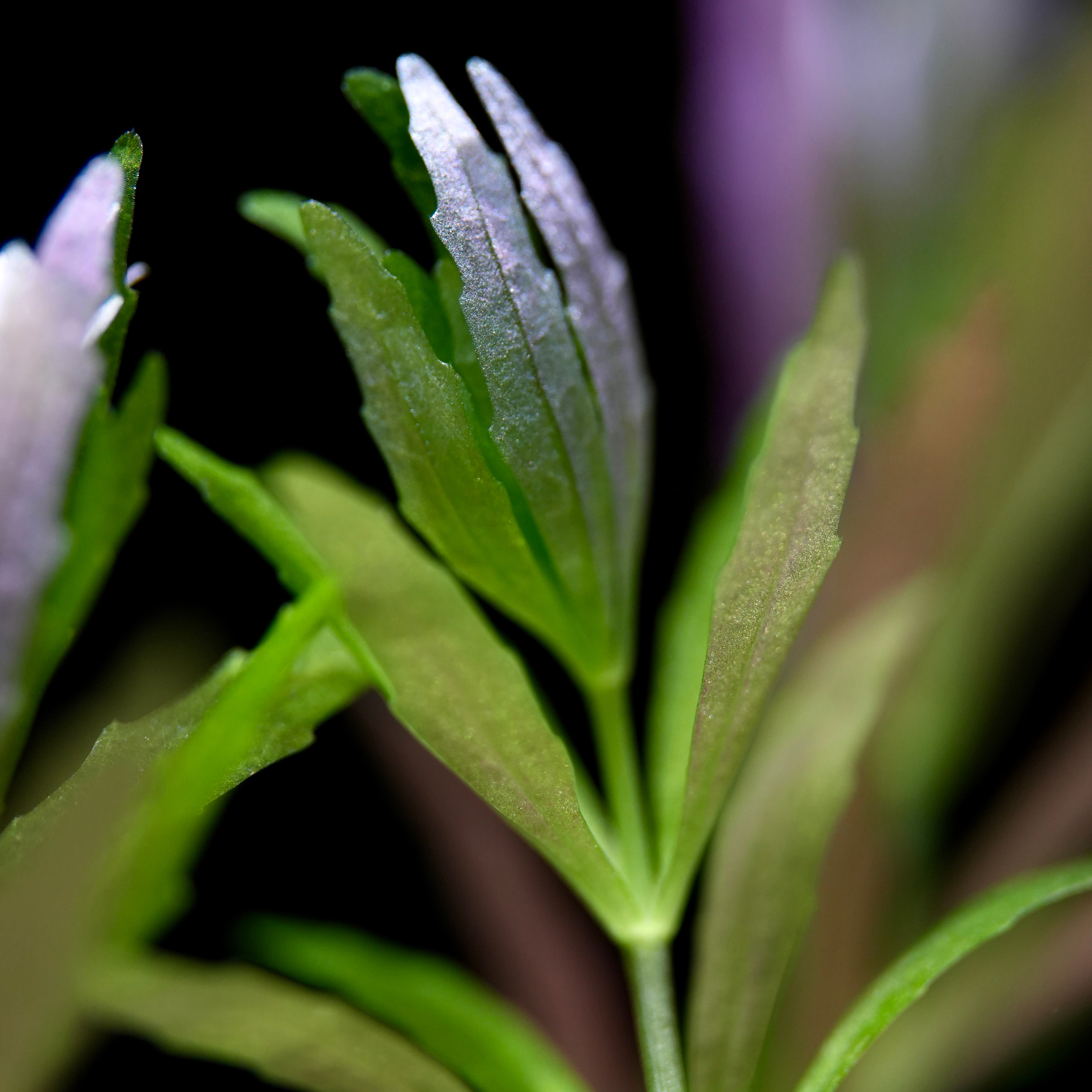 Midground Aquarium Plants | Delivered To Your Door – Cloud Aqua