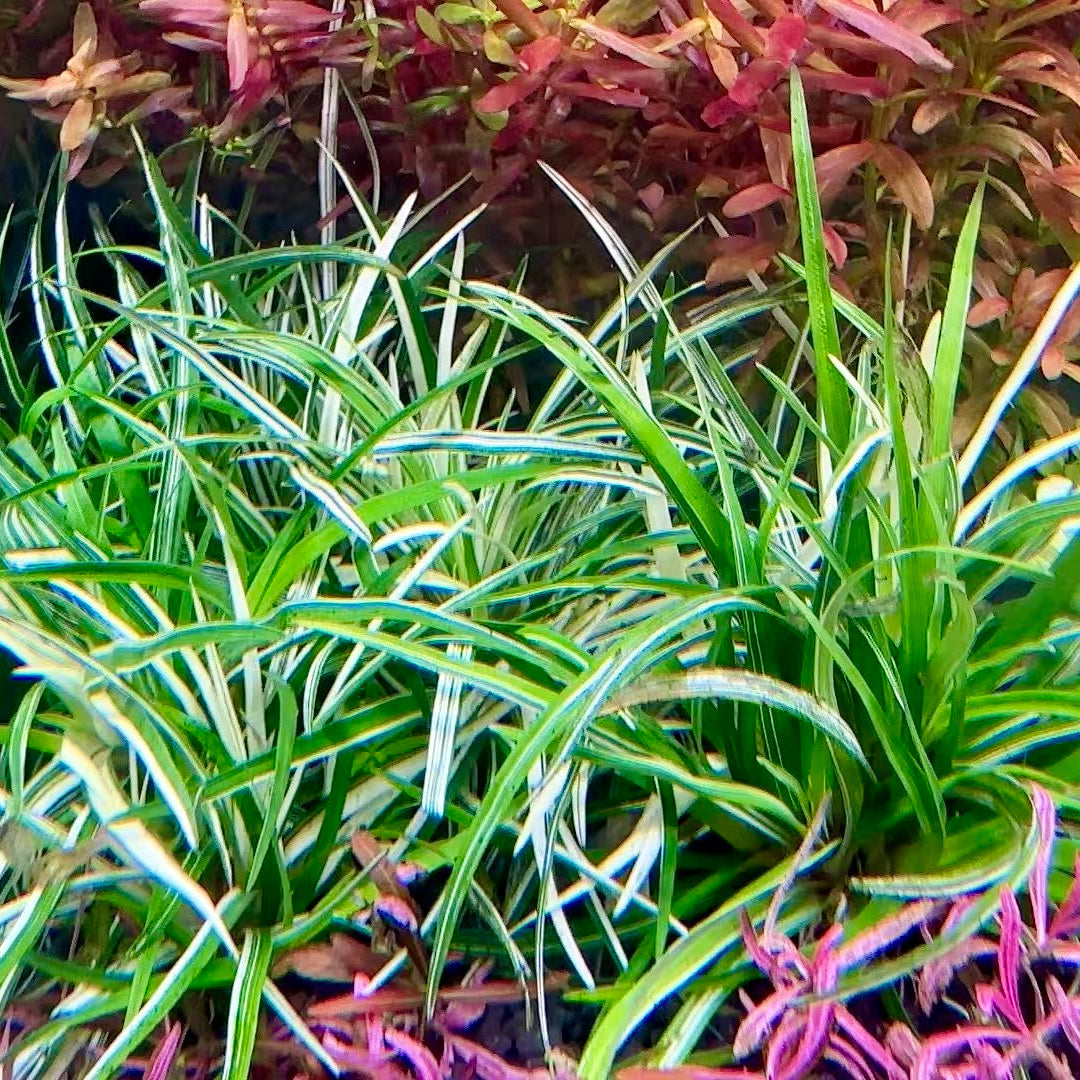 Close-up of green and pink grass with a blurred background