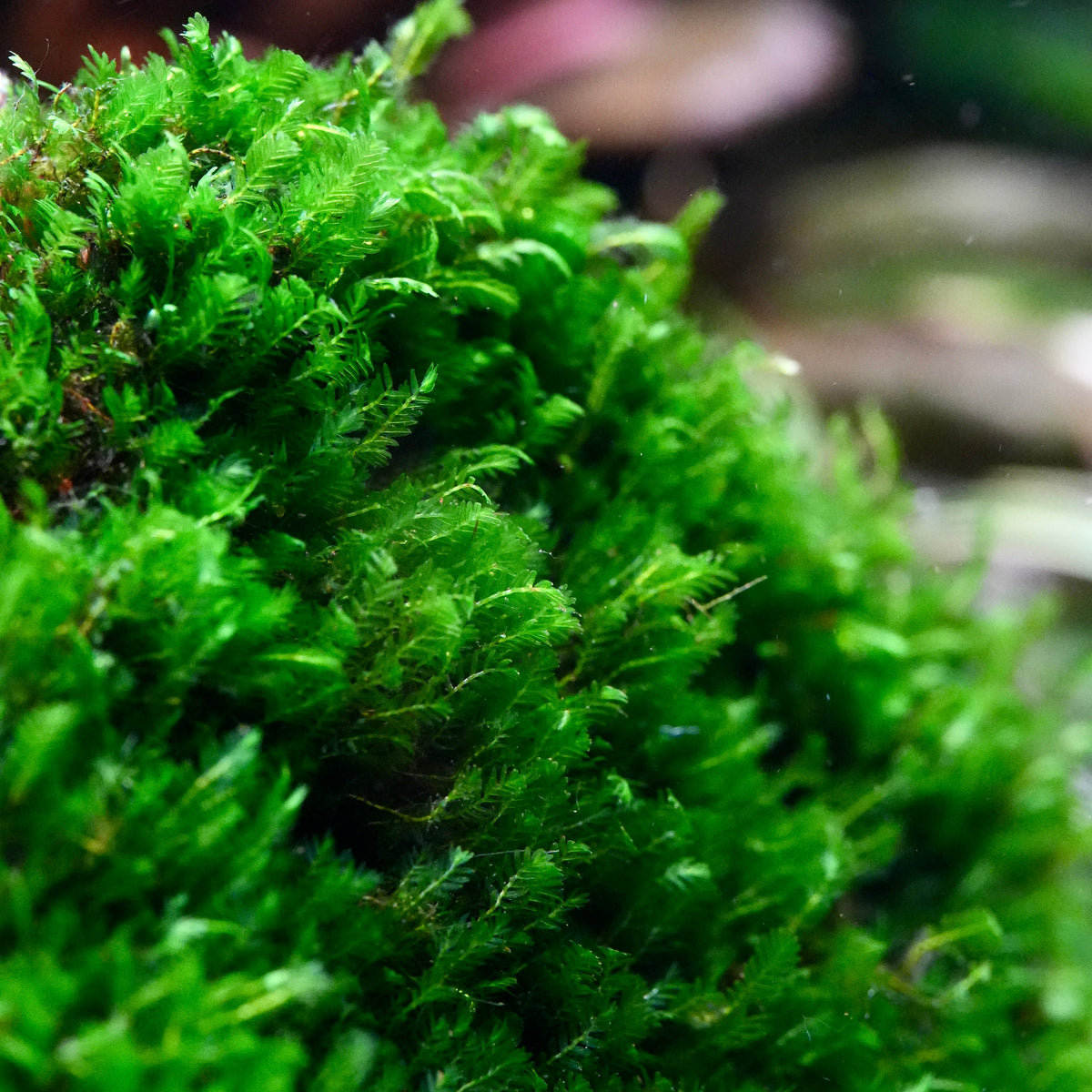 Close-up of green fissidens mini aquarium moss on pad