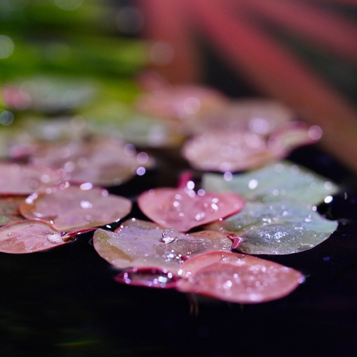 Pink and green red root floaters phyllanthus fluitans floating on water with water droplet