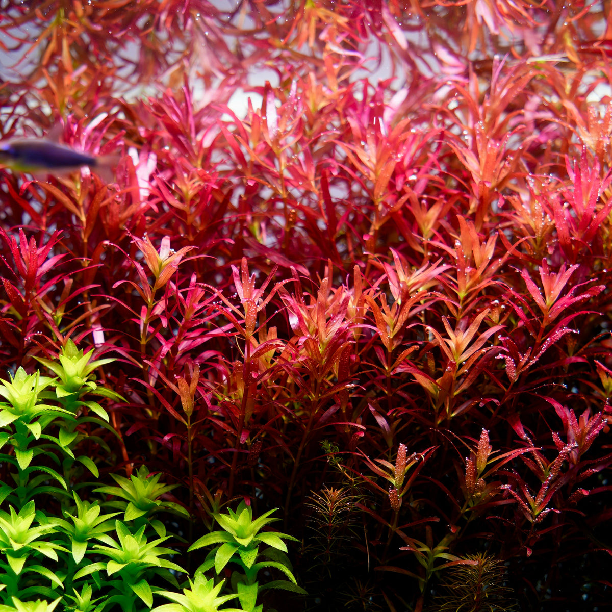 Rotala blood red sg singapore variant aquarium plant with red background in aquarium
