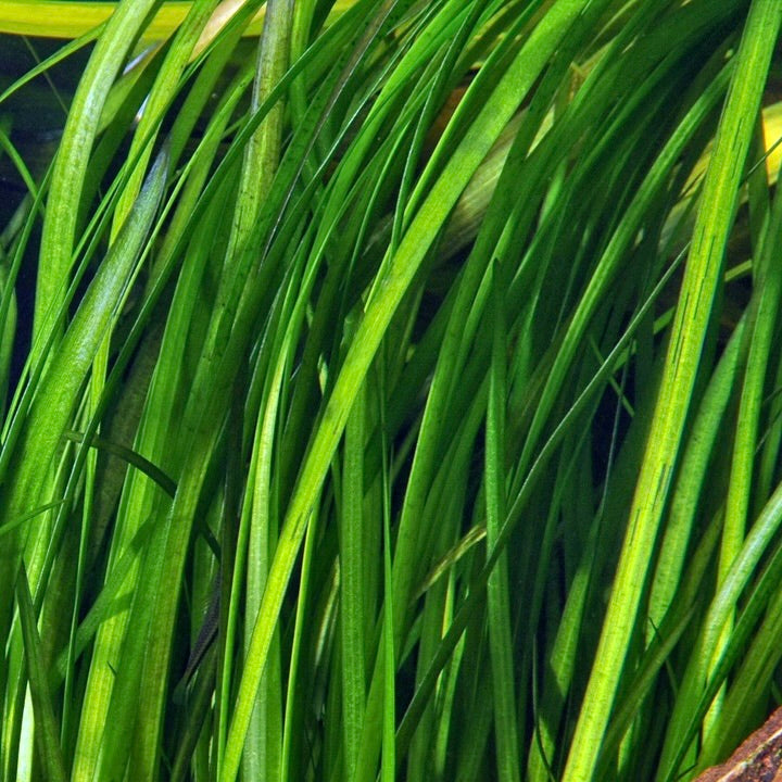 Close-up of green vallisneria spiralis aquarium plant background tall grass 