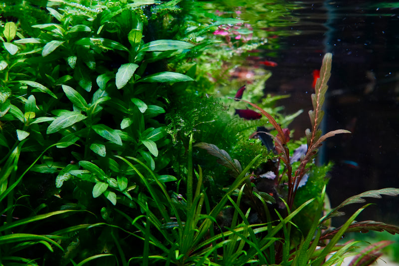150L jungle aquarium with green plants and foliage