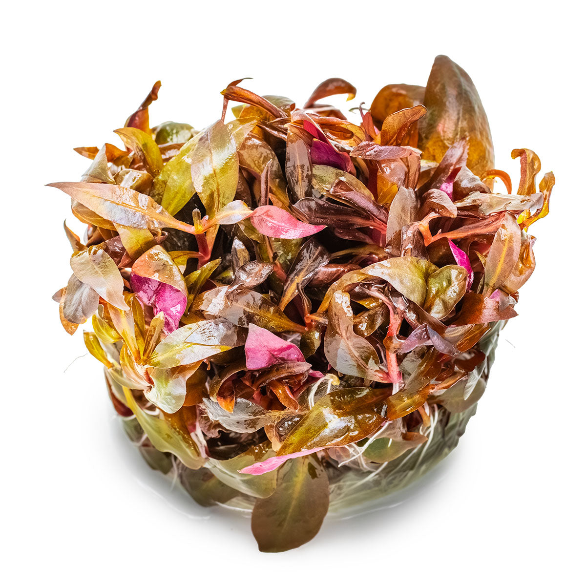 Alternanthera Reineckii 'Mini' - Plant