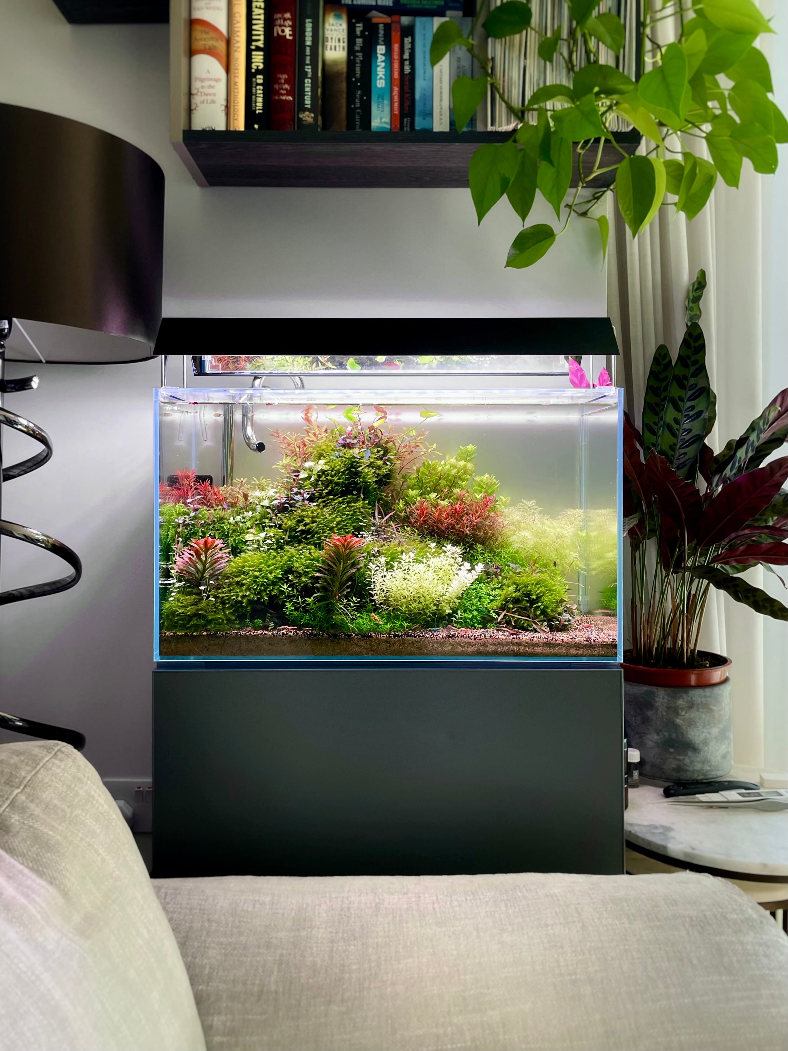 A modern black aquarium stand holding a vibrant, lush freshwater aquarium with green and red plants, set in a styled living room next to a sofa and houseplants.