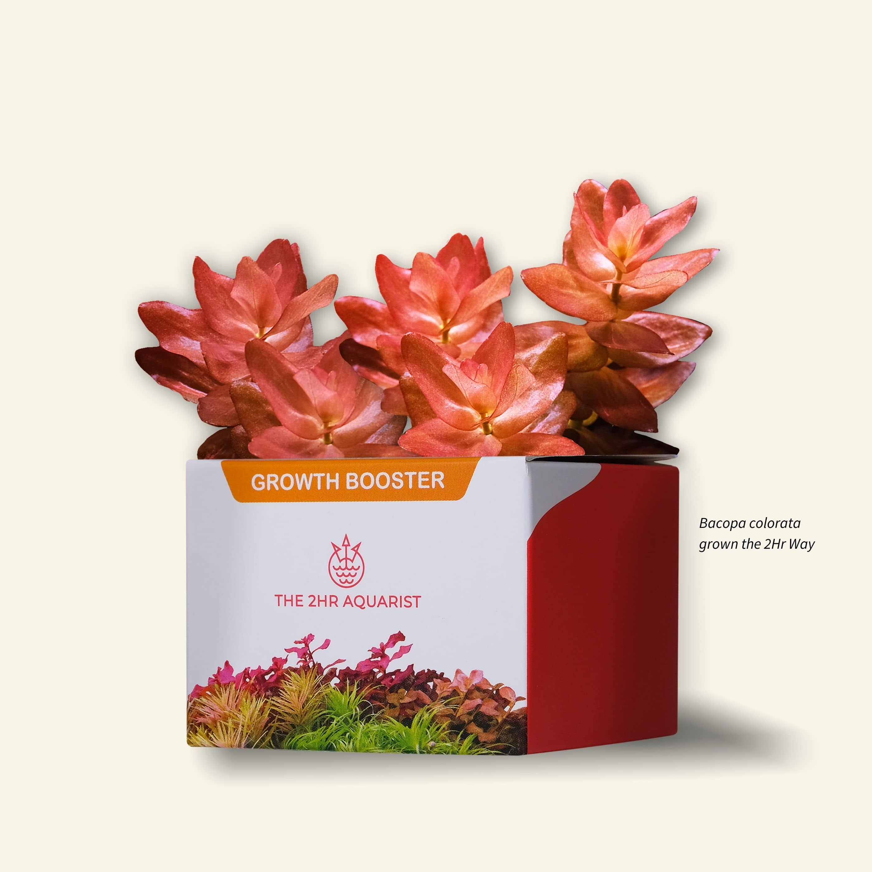 2HR AQUARIST APT Jazz Aquarium Plant Root Tabs