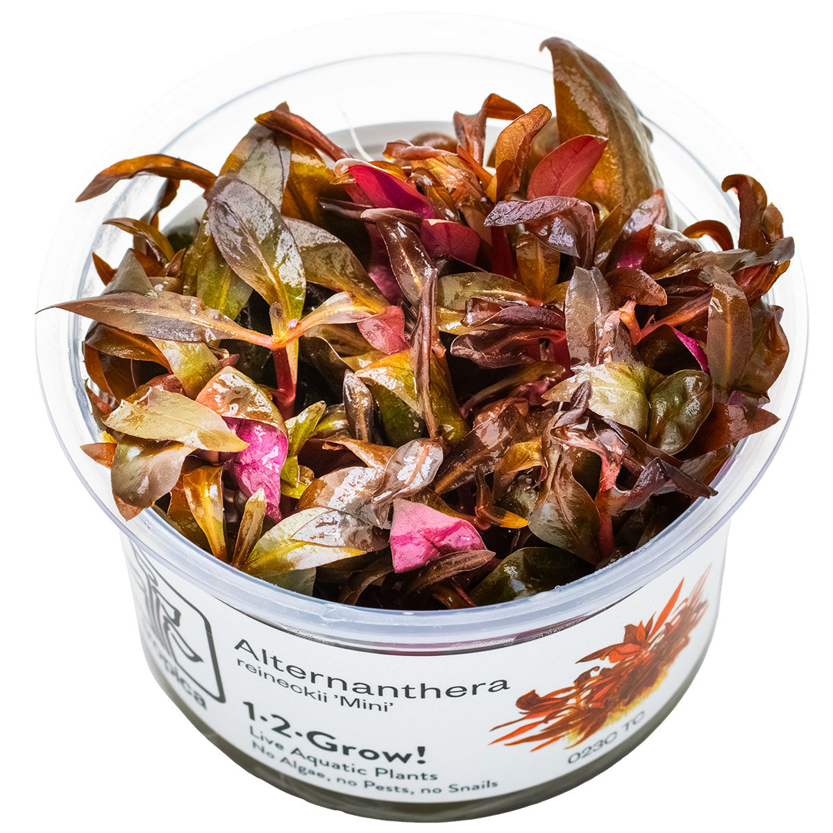 Container of Alternanthera reineckii mini aquatic plants