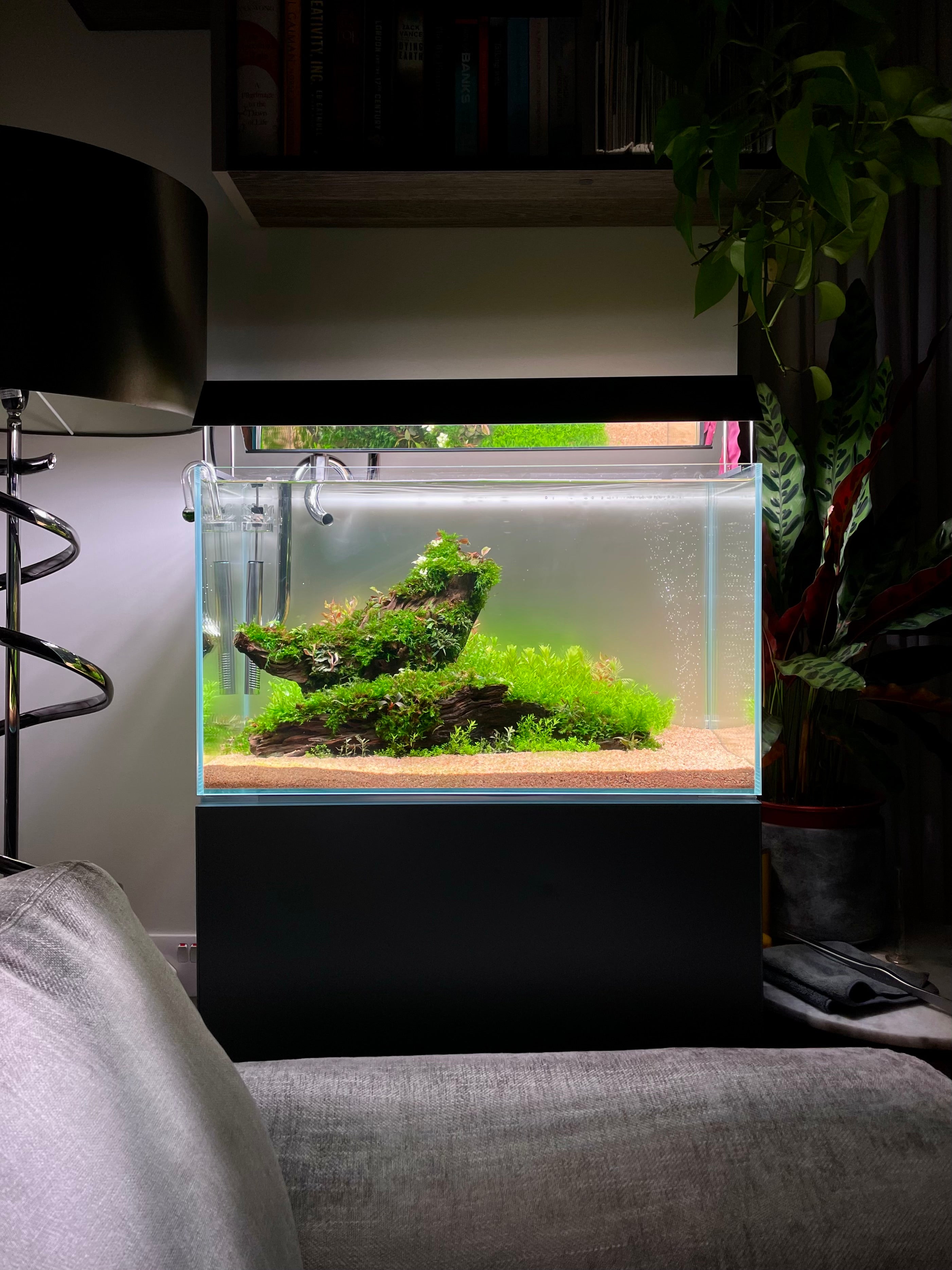 A rectangular glass aquarium with a black stand, filled with green aquatic plants, driftwood, and sand, set in a modern living room next to a sofa and a lamp.