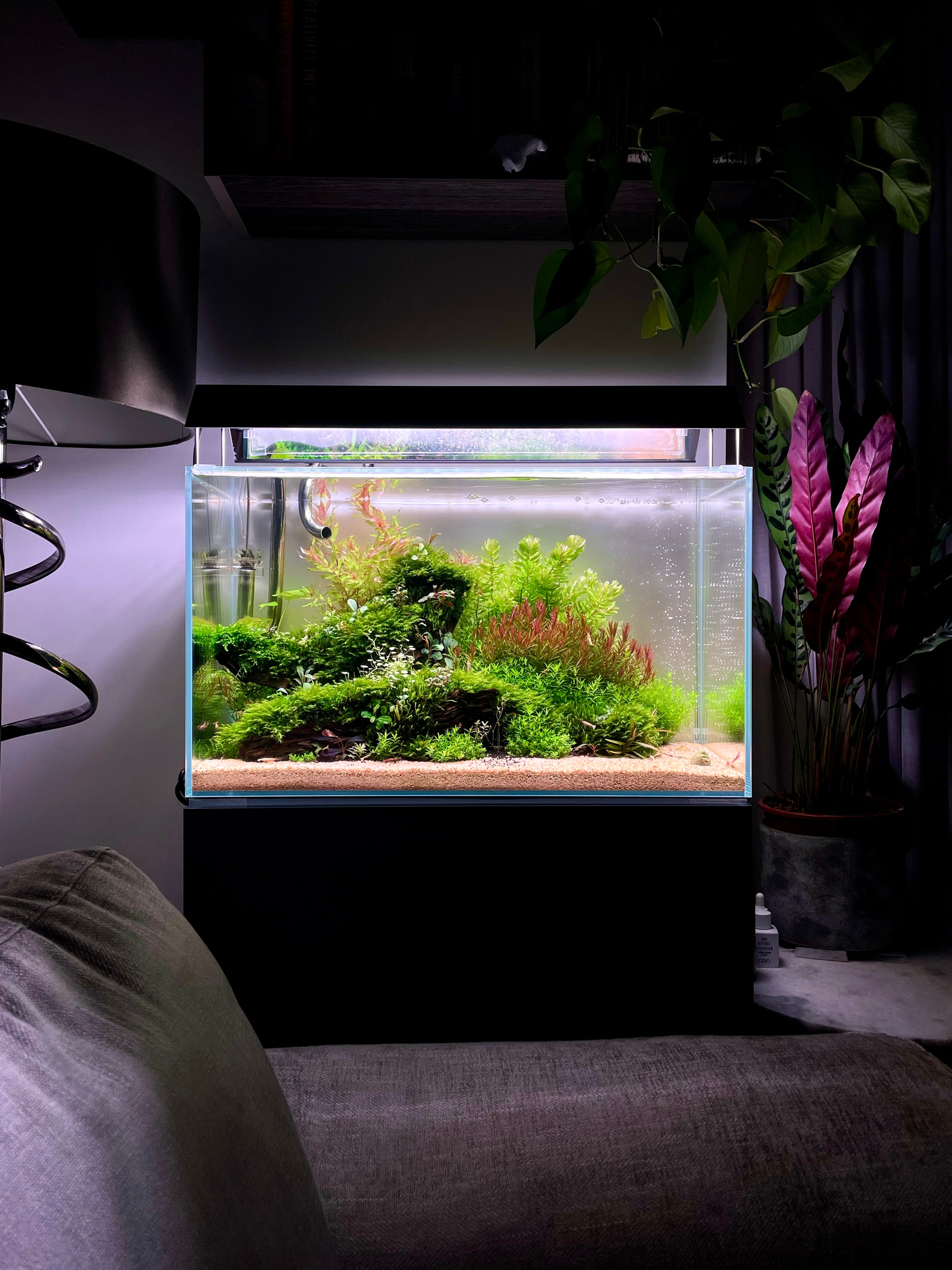 A rectangular freshwater aquarium with a black frame and lid, illuminated from within, showcasing a lush green planted aquarium with sand substrate. The tank is set in a dark, modern room next to a lamp and houseplant.