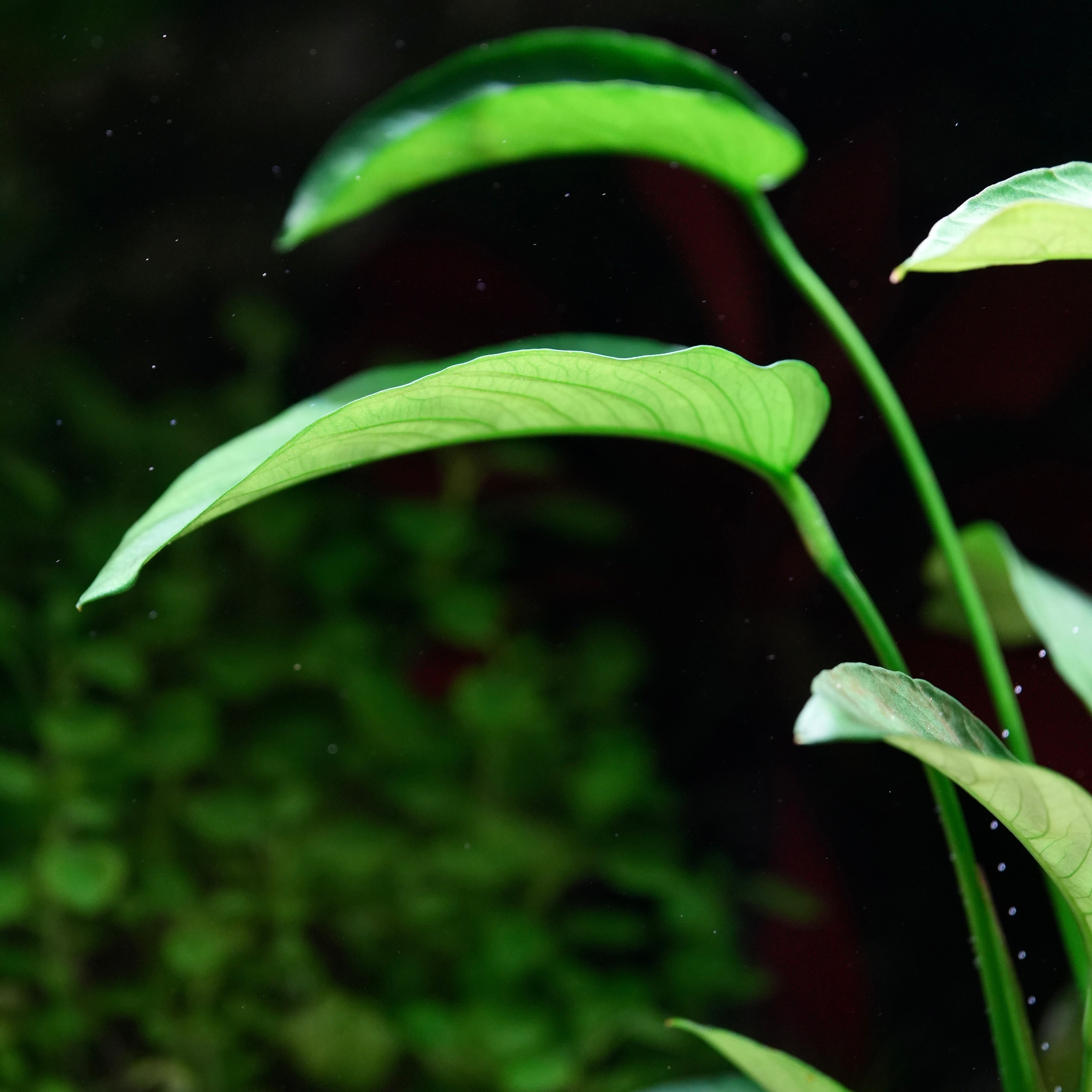 Close-up of green leaves of aquatic plant Anubias Caladiifolia