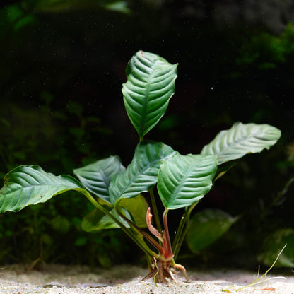 Green leafy aquatic plant Anubias Coffeifolia with leaf veins