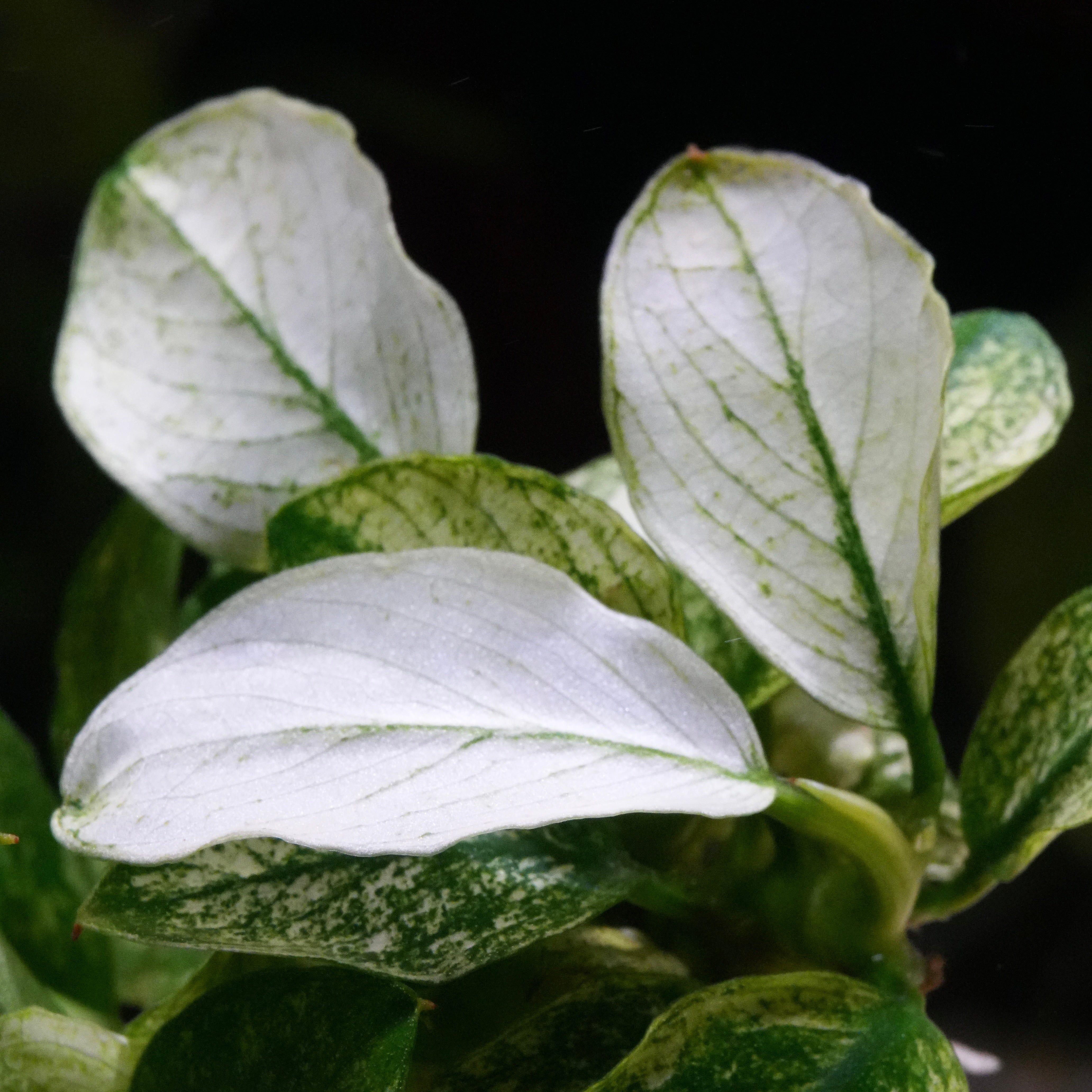 Close-up of variegated green and white leaves of Anubias Pinto aquatic plant against a dark background