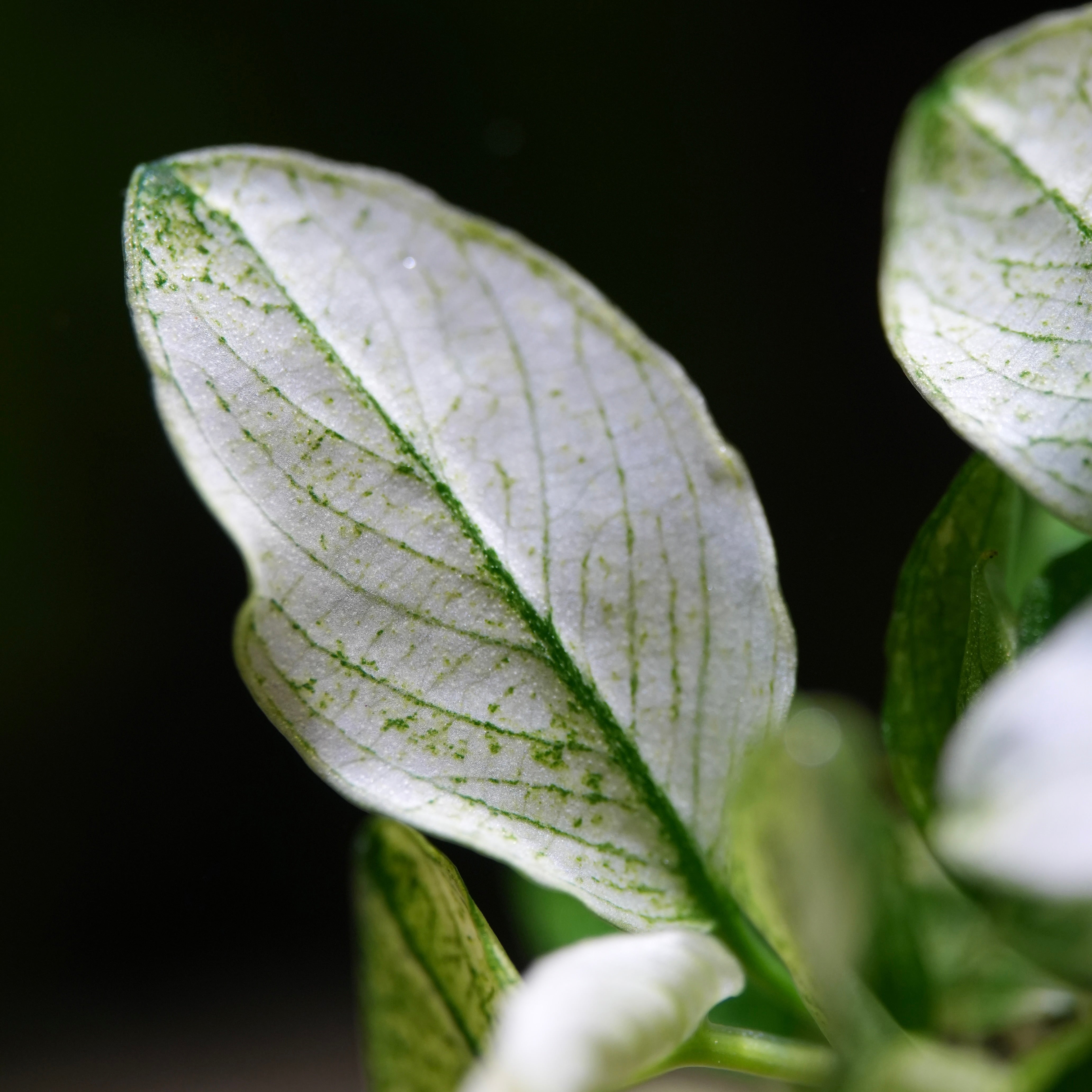 macro shot of white leaf with green veins of aquatic plant Anubias Pinto