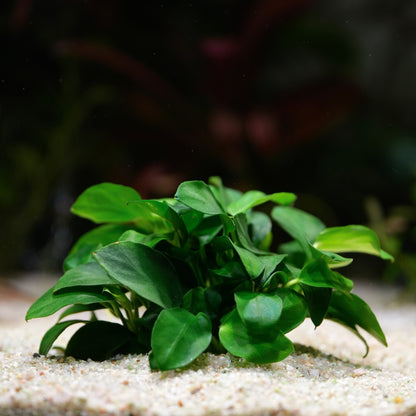 Green aquatic plant Anubias petite on a sandy substrate with a blurred background