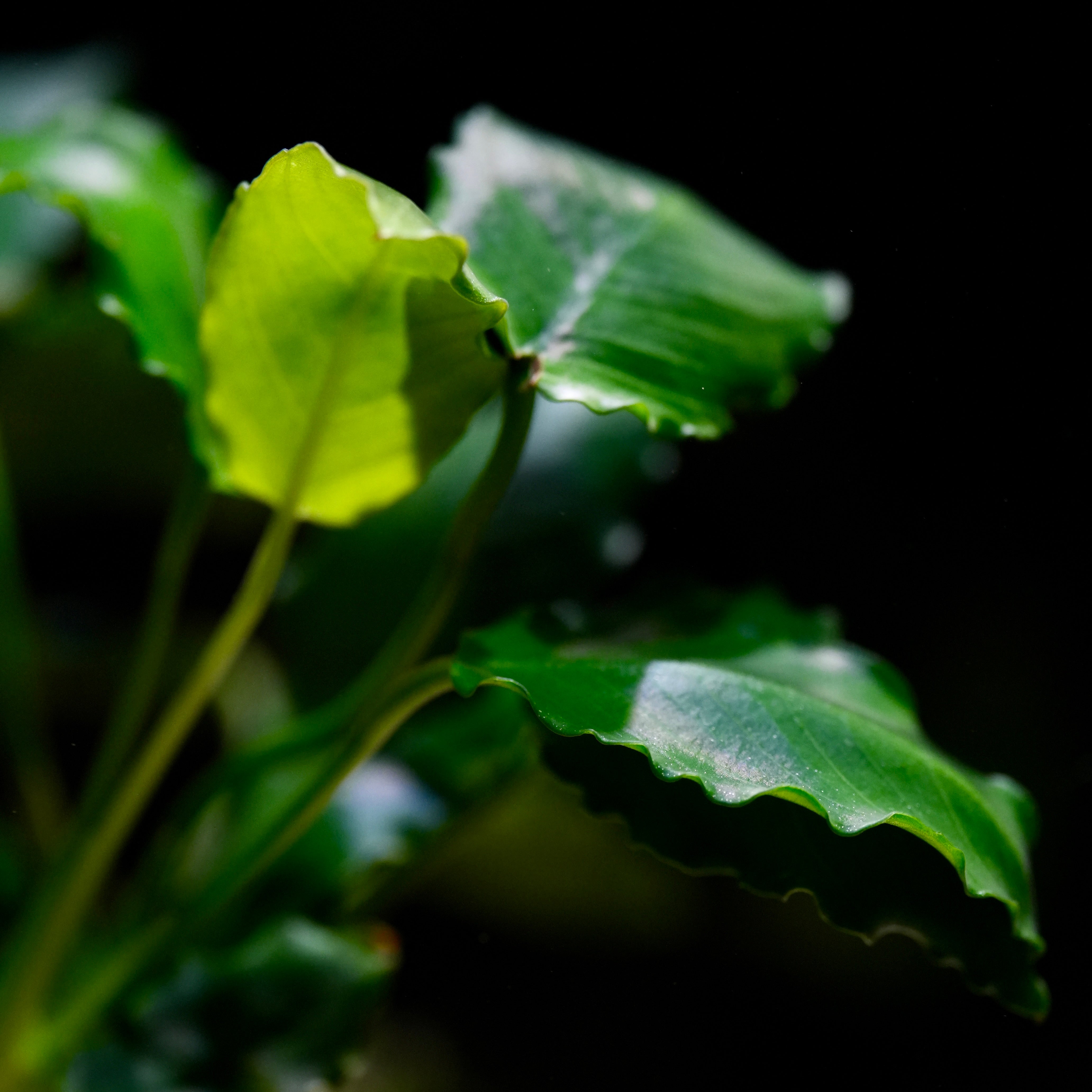 Close up of green aquatic plant Anubis kirin with crinkled leaves