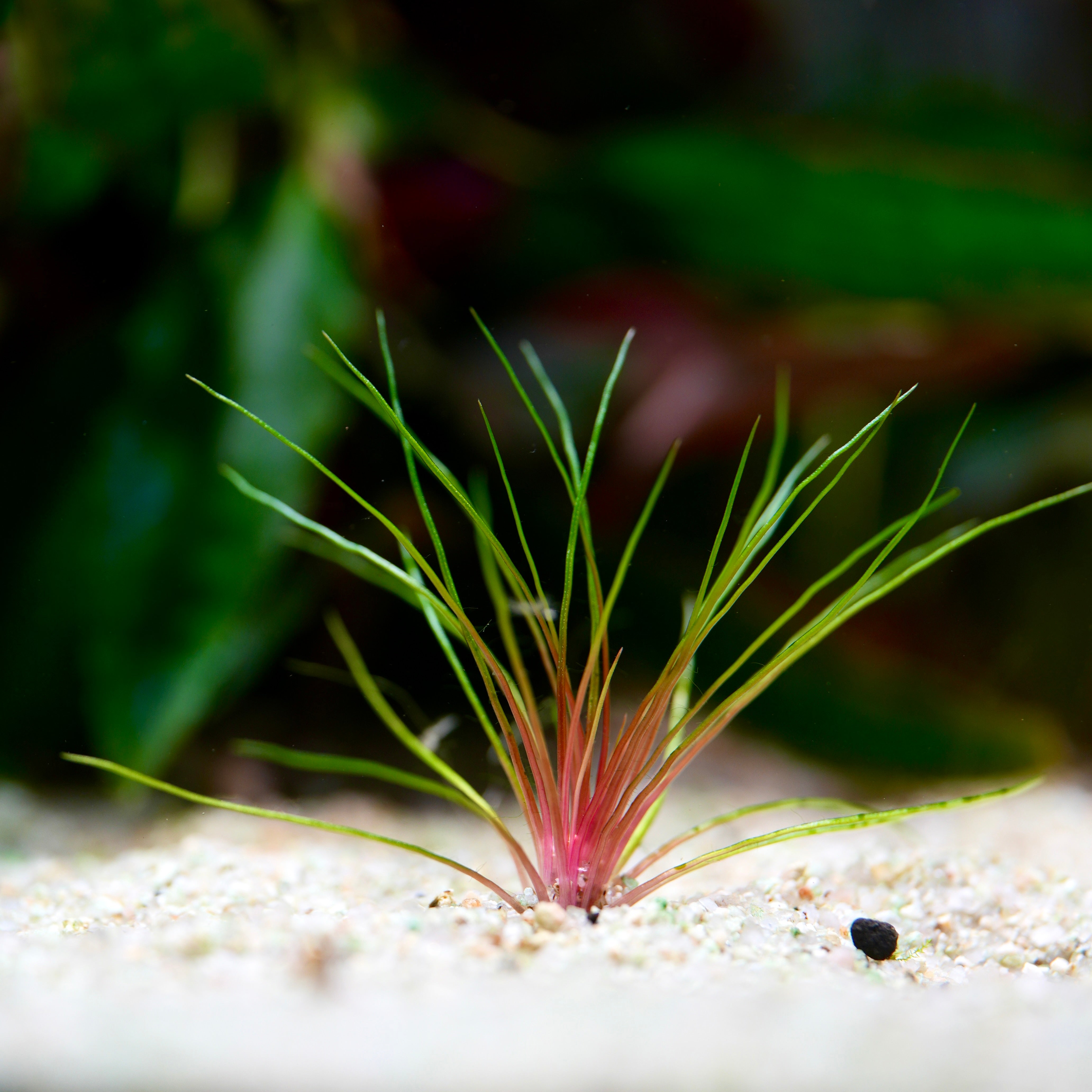 Aquatic plant Centrolepsis drummondiana blood vomit with green and red leaves on a sandy substrate