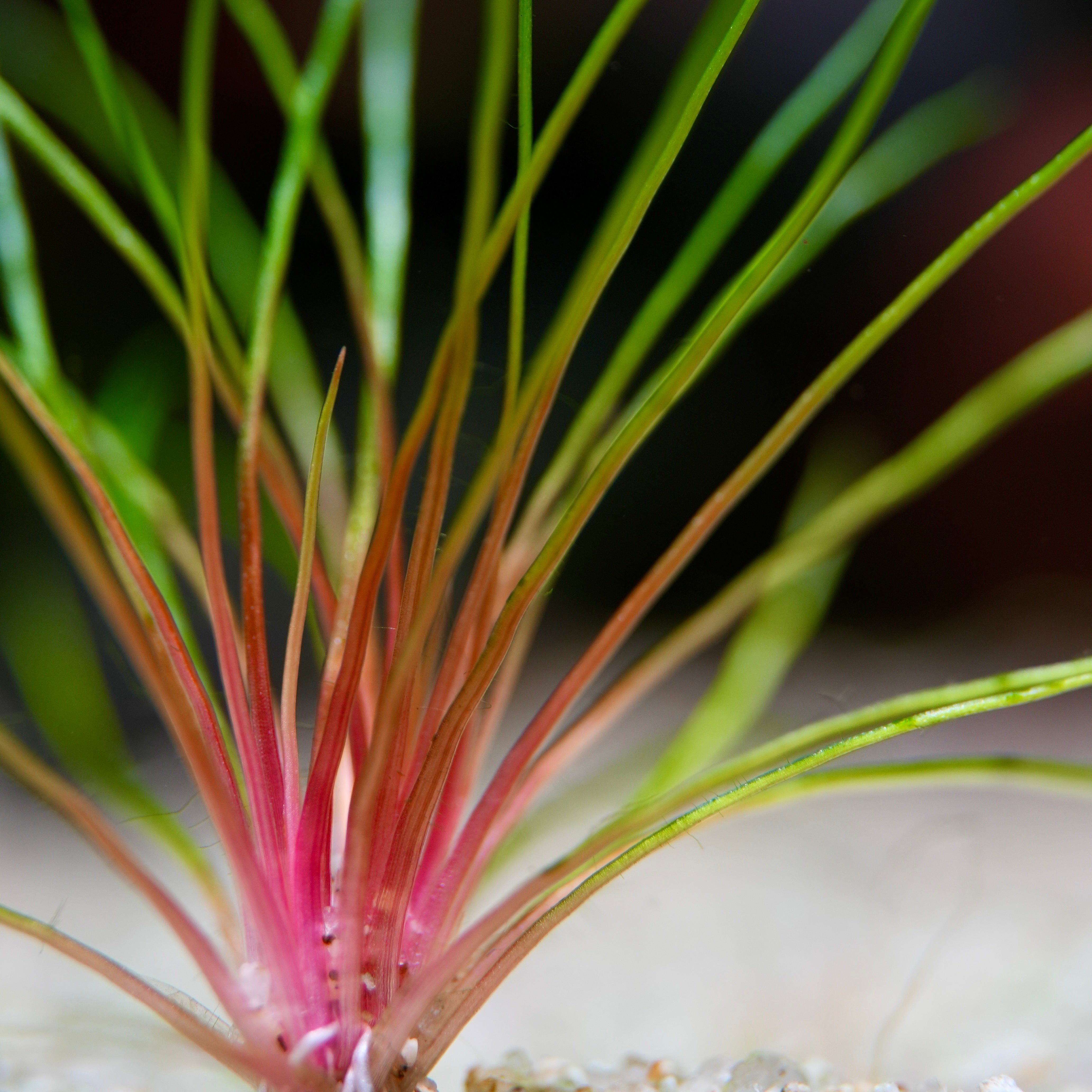 Close-up of a plant Centrolepsis drummondiana blood vomit with red and green leaves