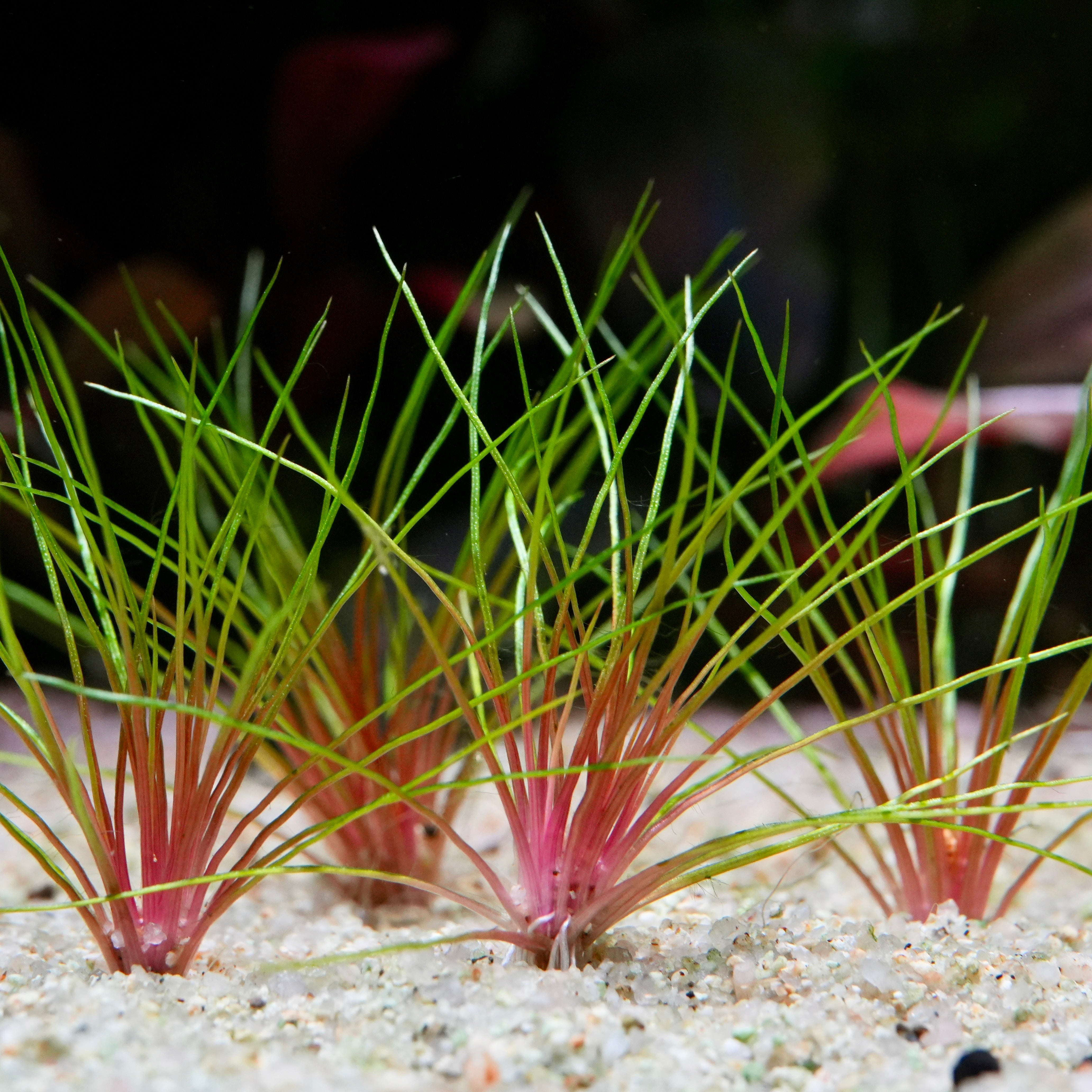Group Aquatic plants Centrolepsis drummondiana blood vomit with green and red stems on a sandy substrate