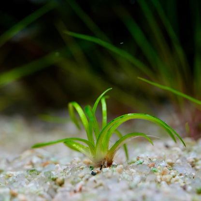Eriocaulon Sulawesi - Rare Aquarium Plant - CloudAqua
