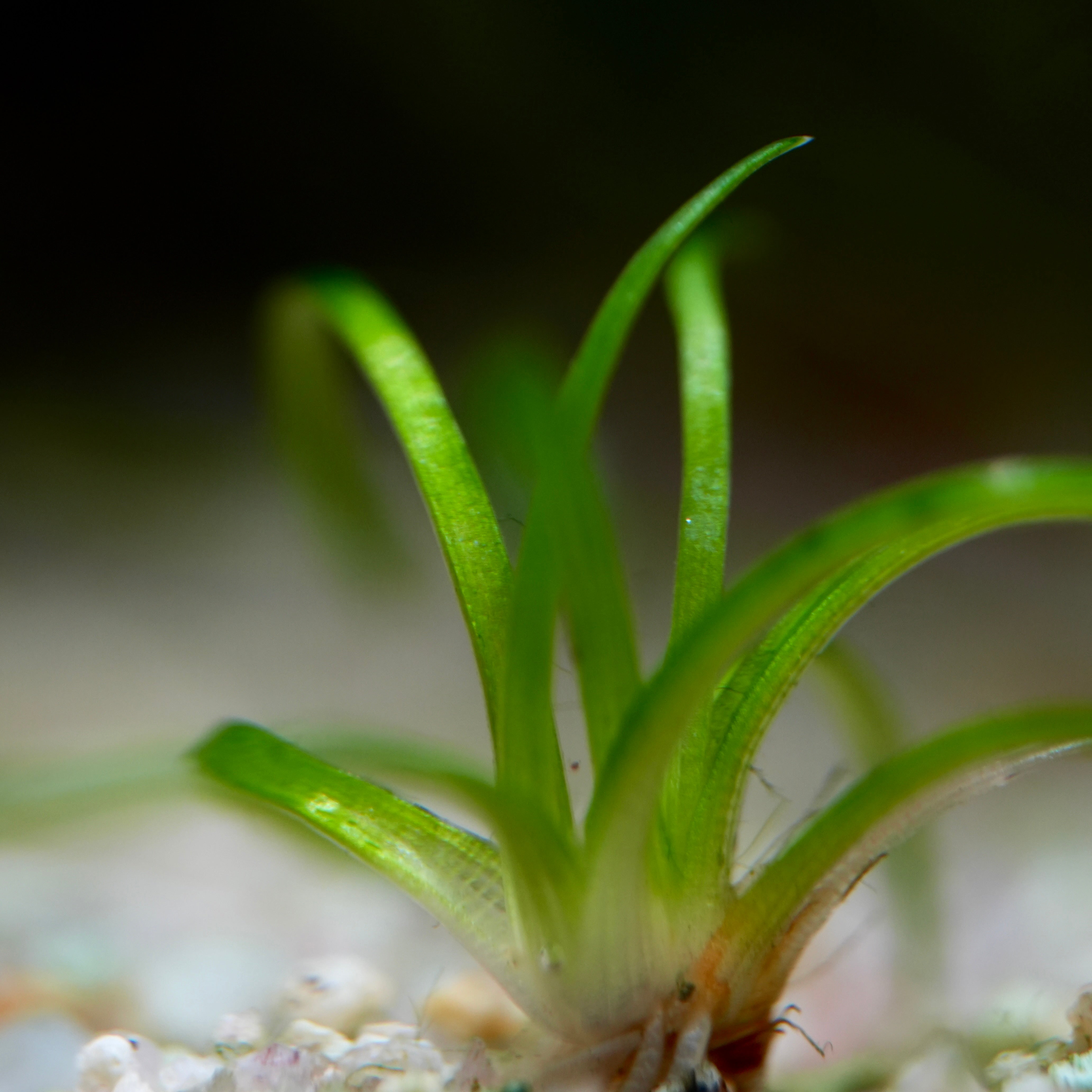 Eriocaulon Sulawesi - Rare Aquarium Plant - CloudAqua