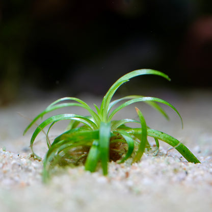 Eriocaulon Bahia ‘Mini Taco’ - Rare Aquarium Plant - CloudAqua