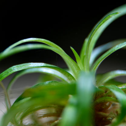 Eriocaulon Bahia ‘Mini Taco’ - Rare Aquarium Plant - CloudAqua