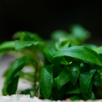 Anubias Barteri Var. Glabra - Tropical Aquarium Plant - CloudAqua