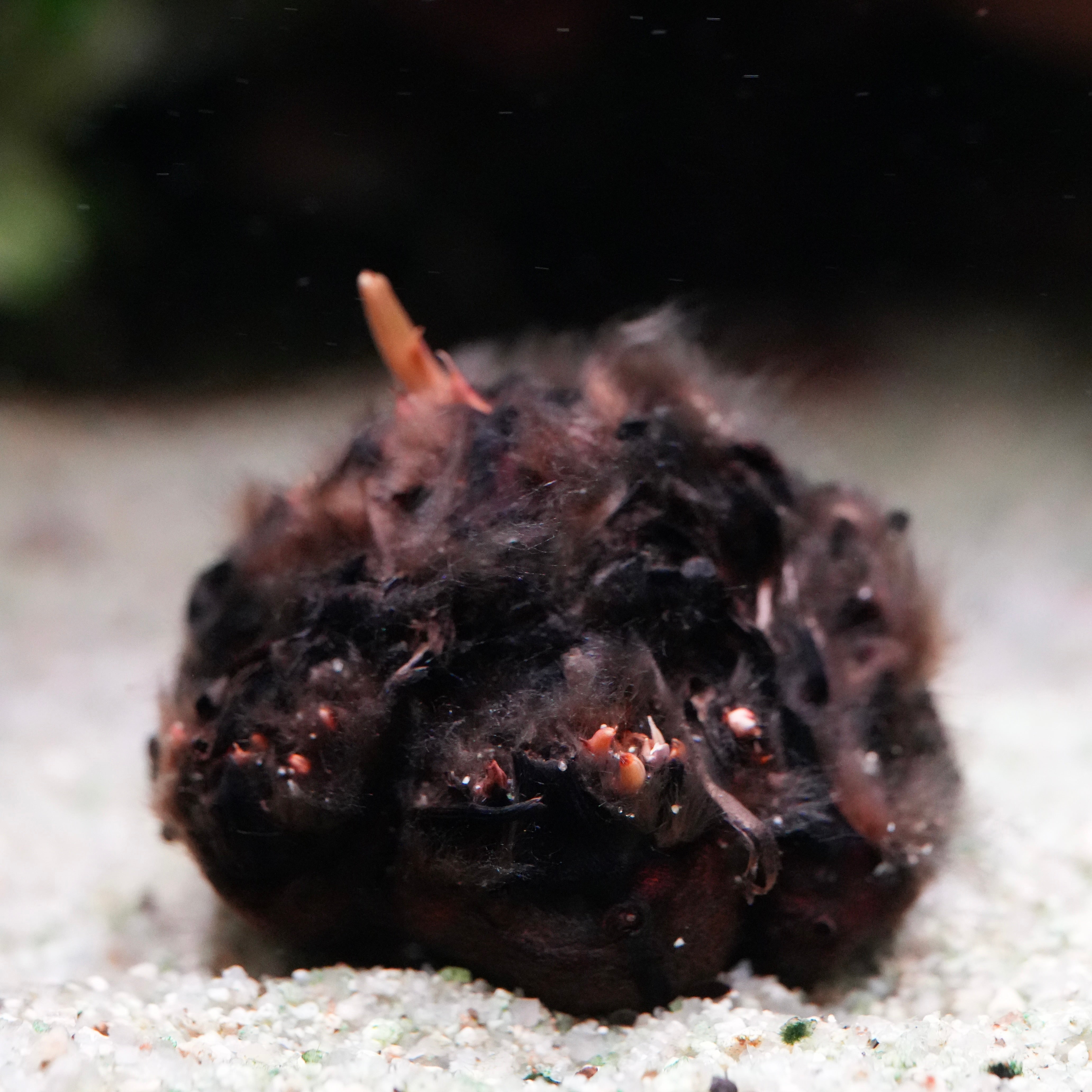 Bulb of nymphaea rubra red tiger lotus aquarium plant