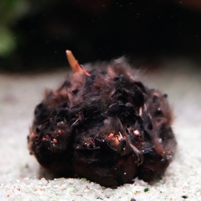 Bulb of nymphaea rubra red tiger lotus aquarium plant