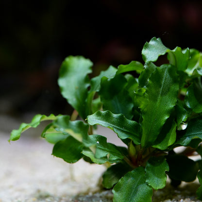 Bucephalandra Pygmaea 'Bukit Kelam' - Tropical Aquarium Plant - CloudAqua