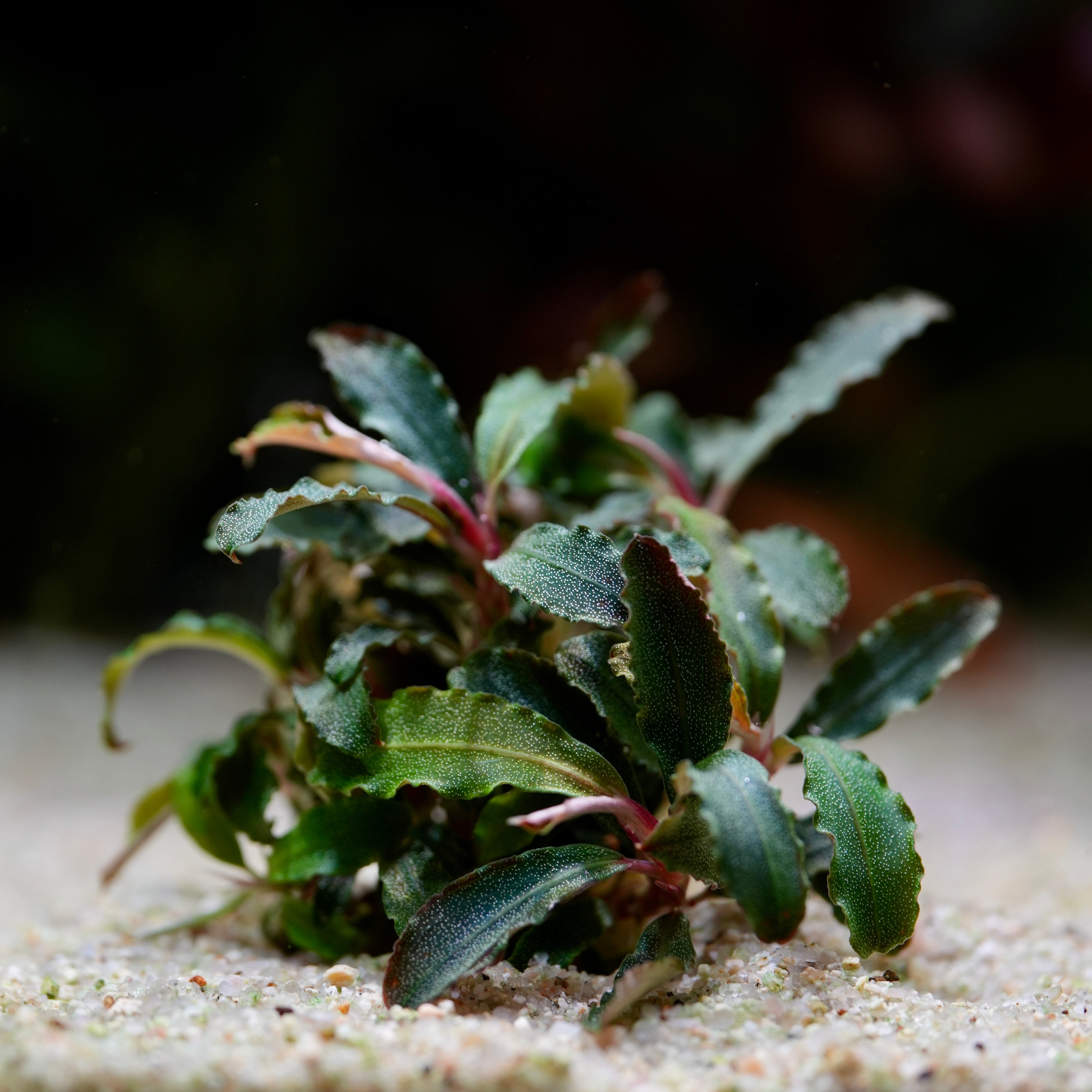 Bucephalandra 'Kedagang' - Tropical Aquarium Plant - CloudAqua