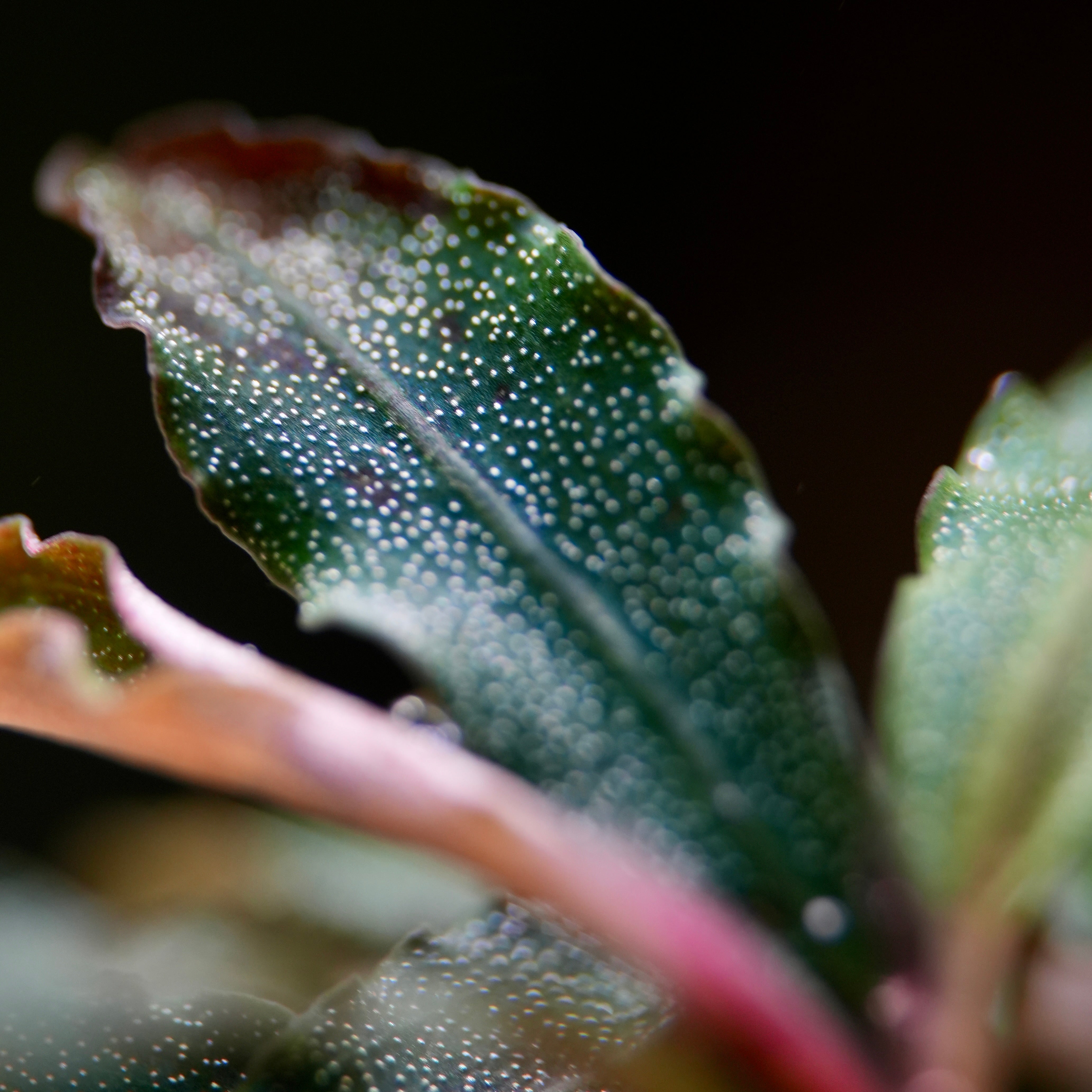 Bucephalandra 'Kedagang' - Tropical Aquarium Plant - CloudAqua