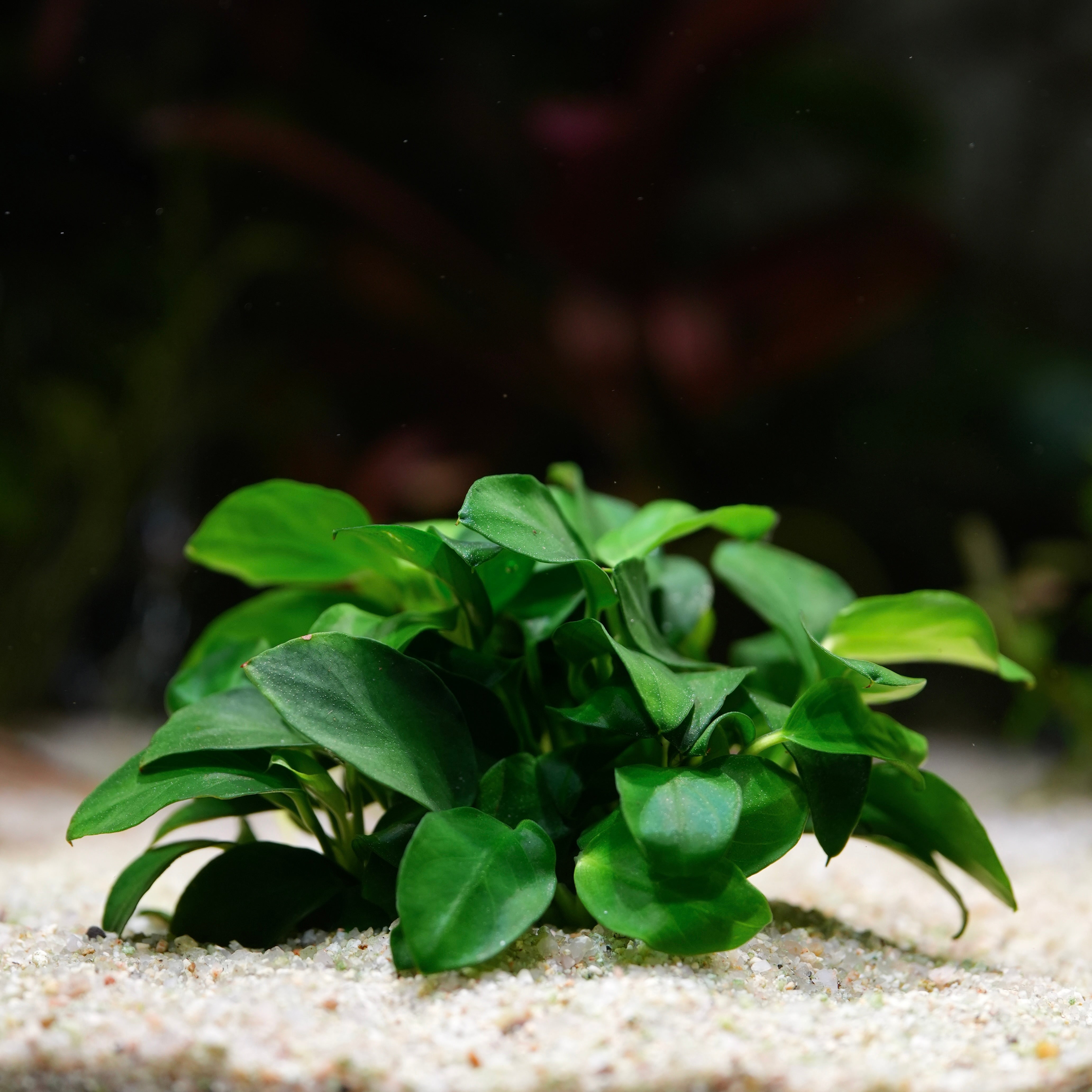Anubias Barteri 'Petite' - Tropical Aquarium Plant - CloudAqua