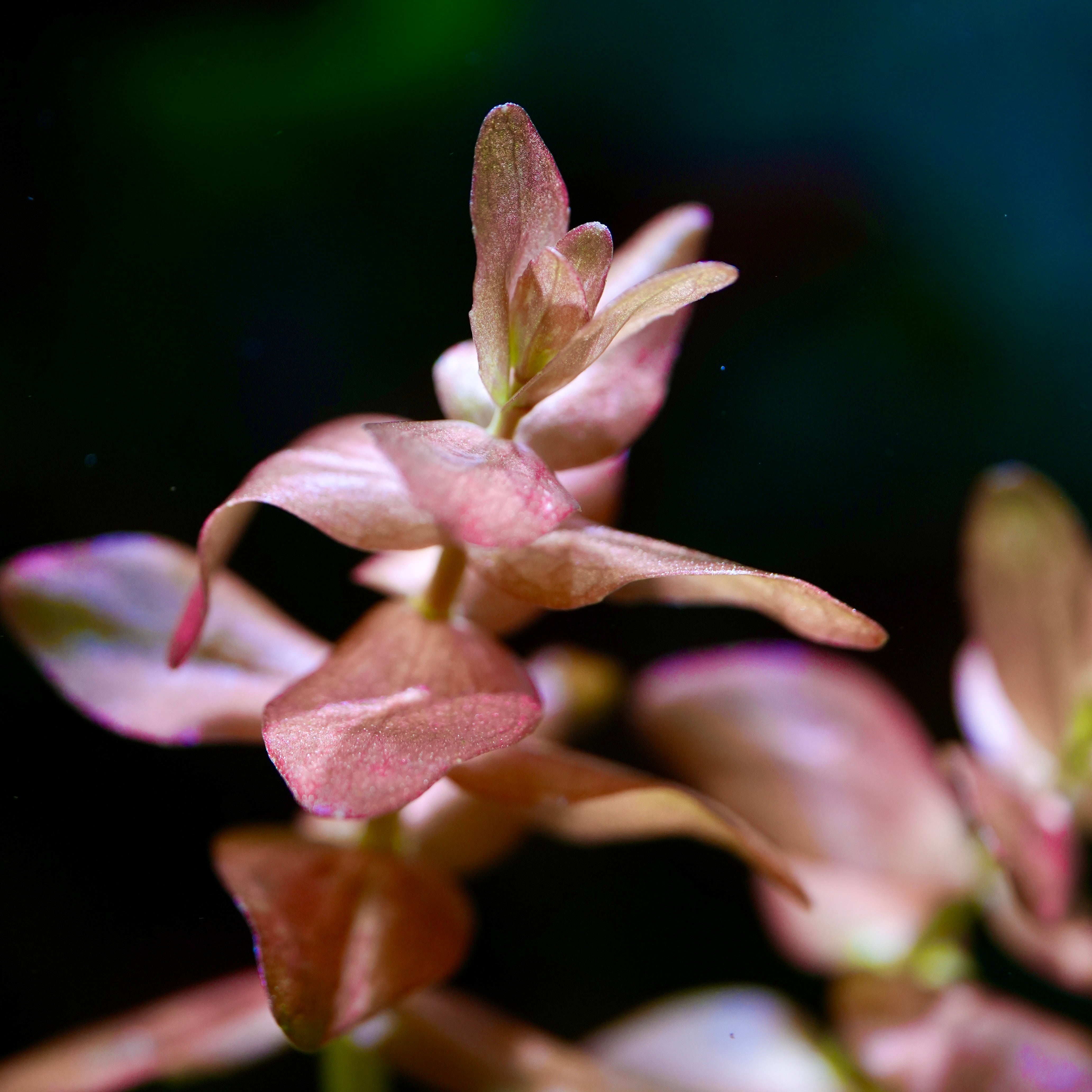 Bacopa Colorata - Rare Aquarium Plant - CloudAqua