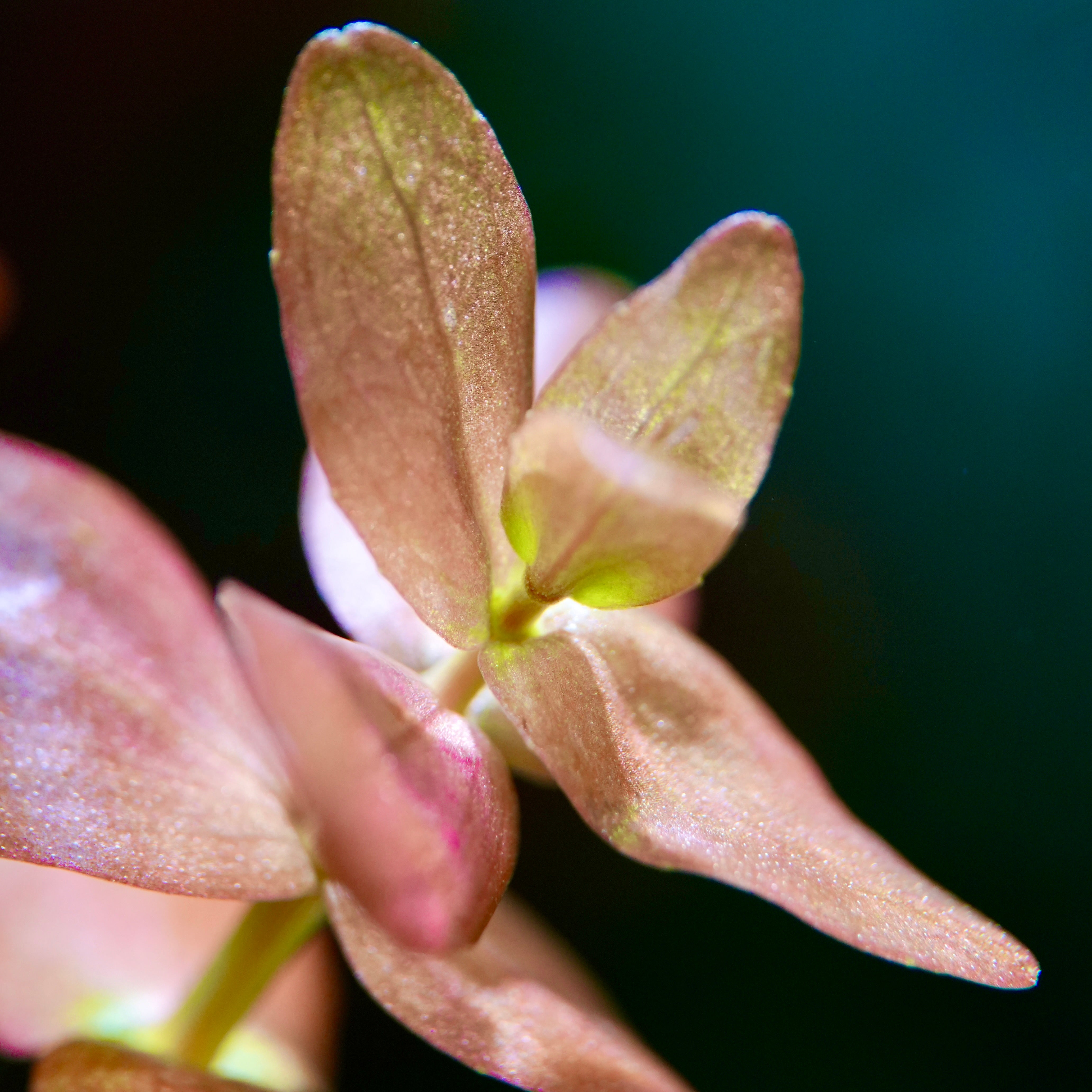 Bacopa Colorata - Rare Aquarium Plant - CloudAqua