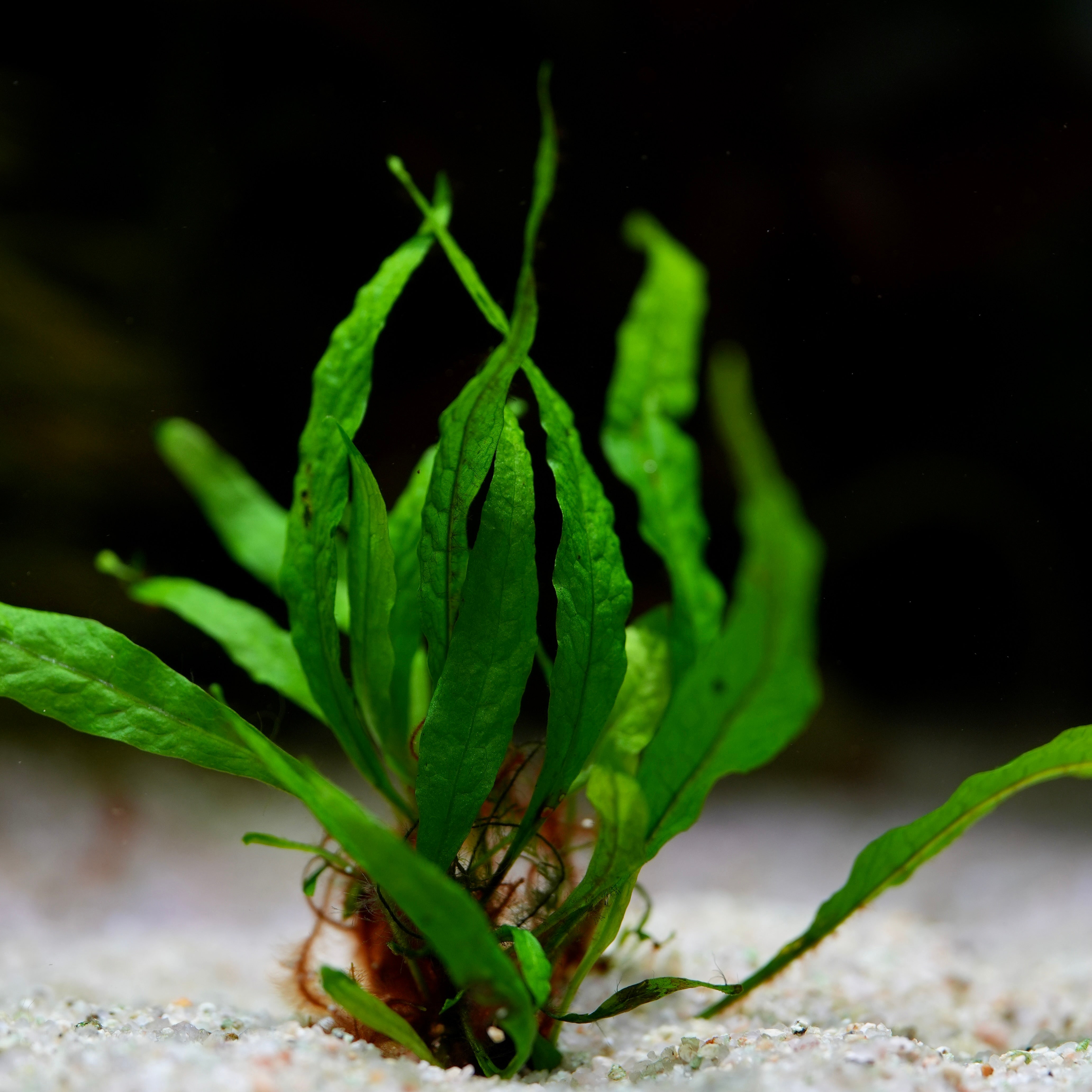Microsorum Pteropus 'Mini' - Tropical Aquarium Plant - CloudAqua