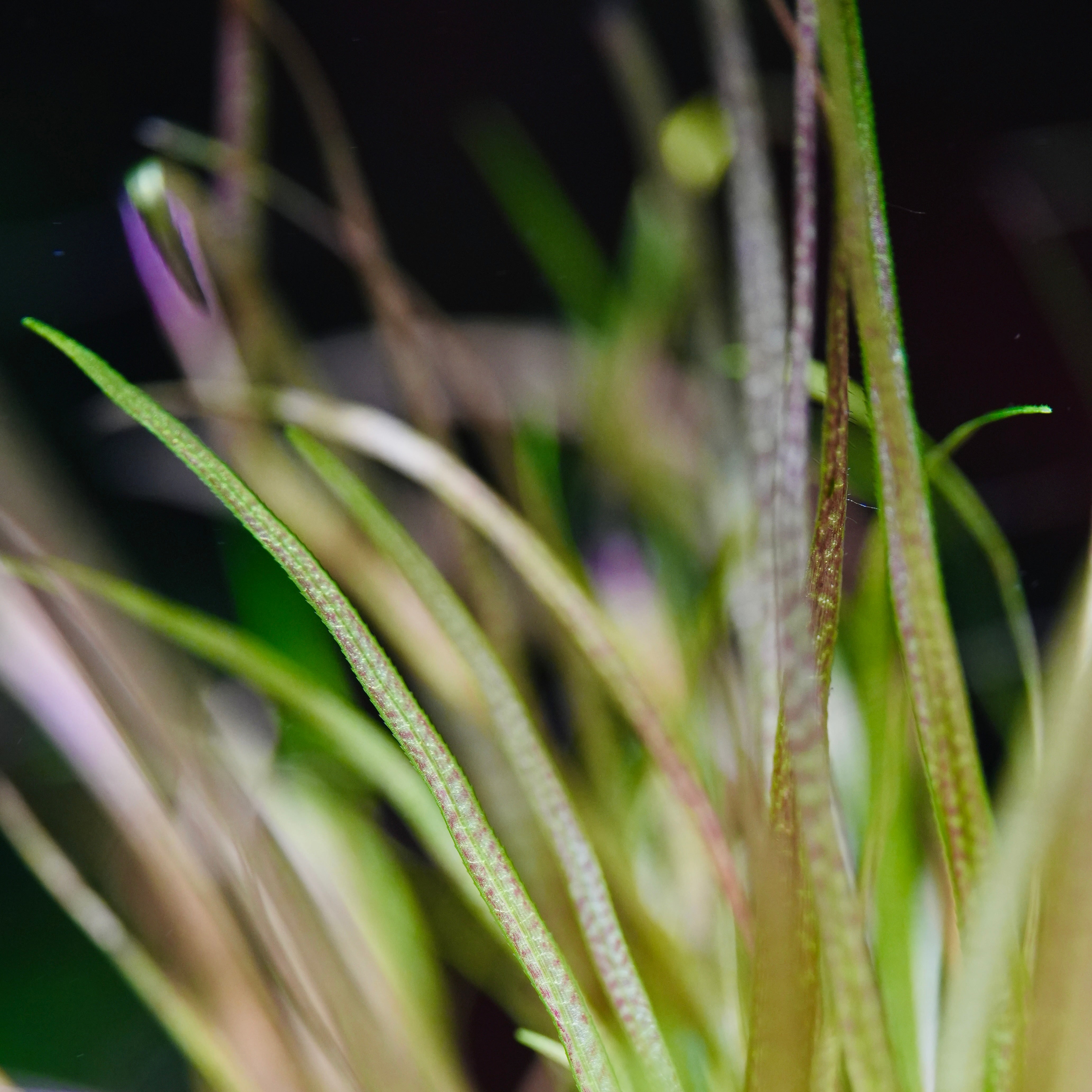 Blyxa Japonica - Tropical Aquarium Plant - CloudAqua