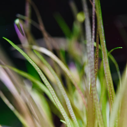 Blyxa Japonica - Tropical Aquarium Plant - CloudAqua