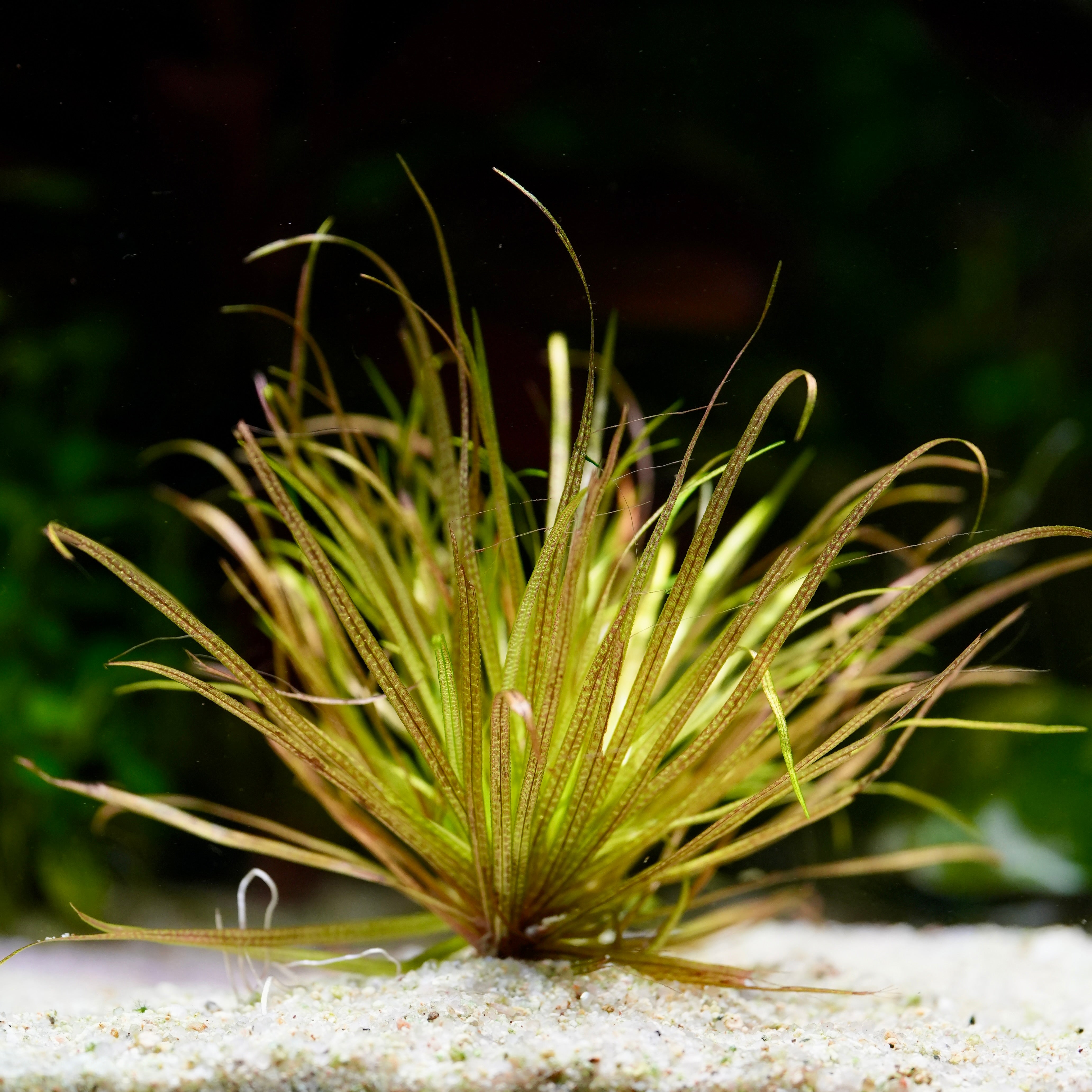 Blyxa Japonica - Tropical Aquarium Plant - CloudAqua