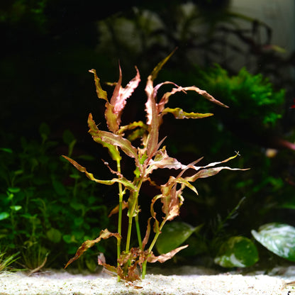 Murdannia Engelsi - Rare Aquarium Plant - CloudAqua