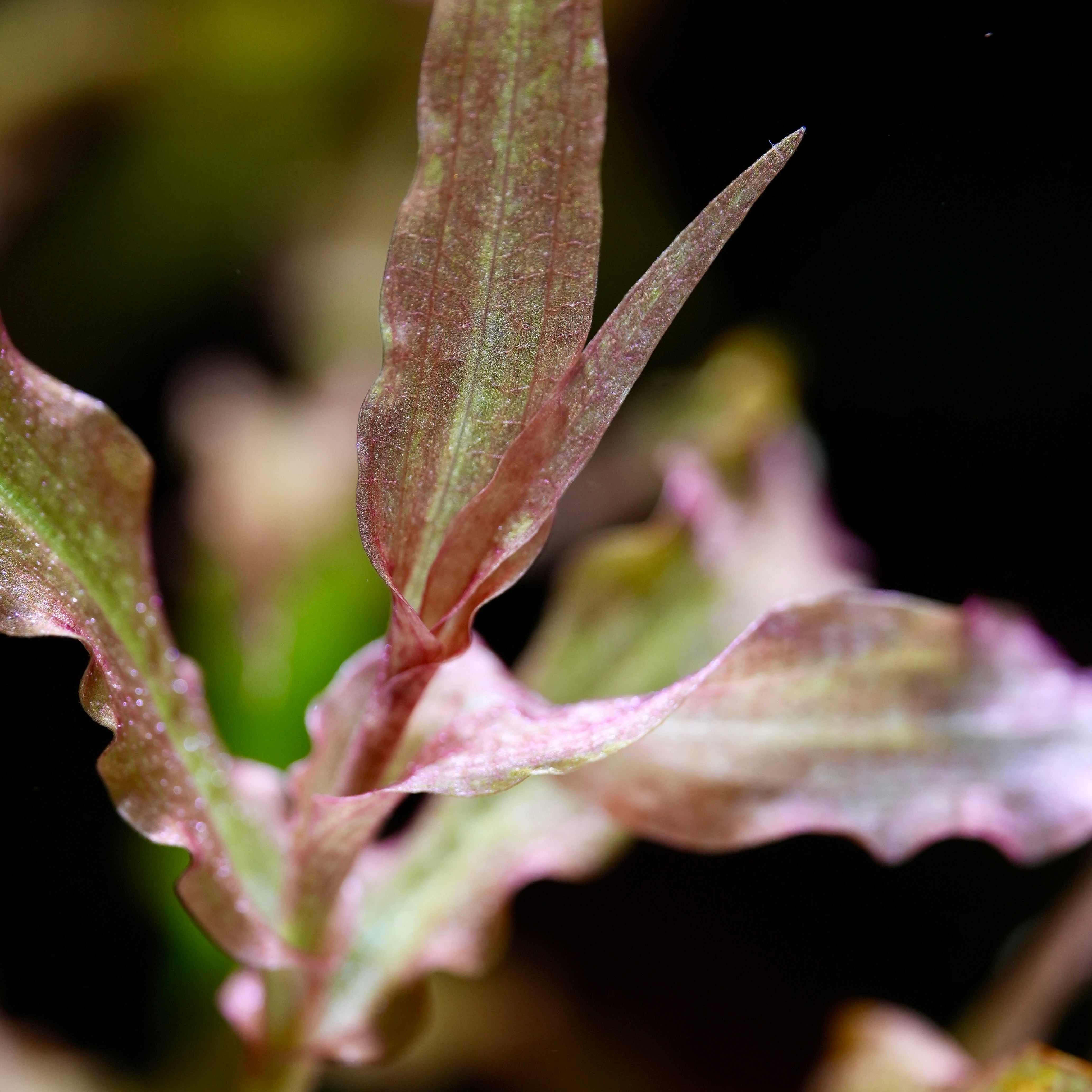 Murdannia Engelsi - Rare Aquarium Plant - CloudAqua