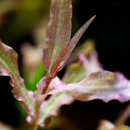 Murdannia Engelsi - Rare Aquarium Plant - CloudAqua