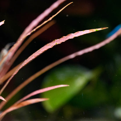 Cryptocoryne Spiralis 'Red' - Rare Aquarium Plant - CloudAqua