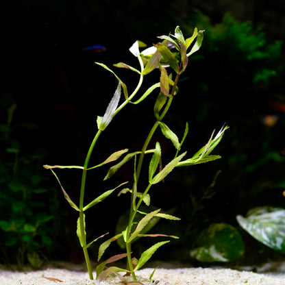 Limnophila Sp. Belem - Tropical Aquarium Plant - CloudAqua