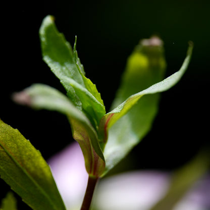 Limnophila Sp. Belem - Tropical Aquarium Plant - CloudAqua
