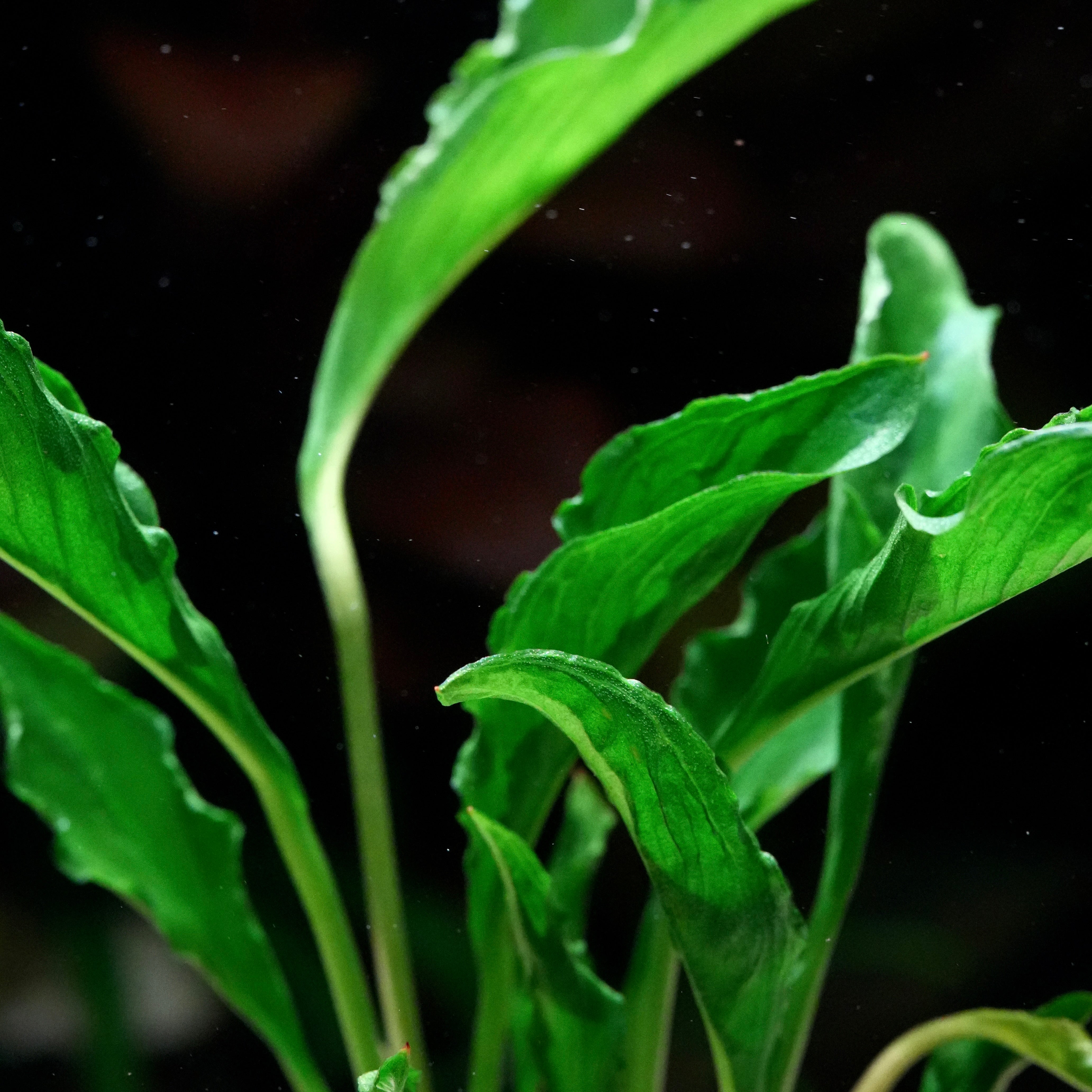 Anubias heterophylla 'Supernova' - Rare Plant