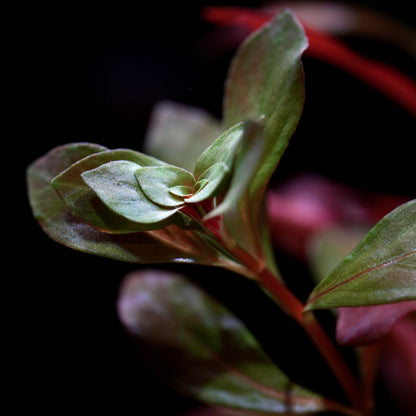 Ludwigia Peruensis - Rare Aquarium Plant - CloudAqua