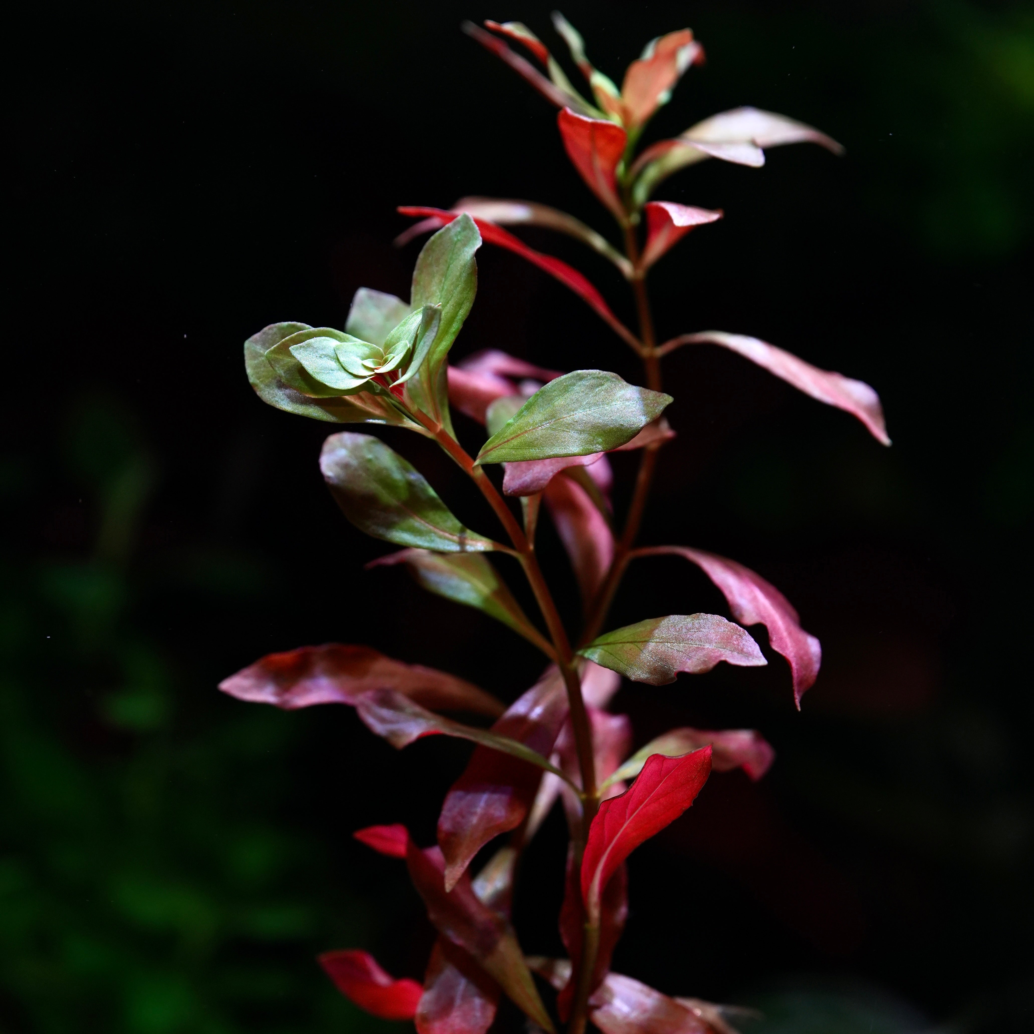 Ludwigia Peruensis - Rare Aquarium Plant - CloudAqua