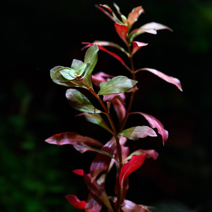 Ludwigia Peruensis - Rare Aquarium Plant - CloudAqua