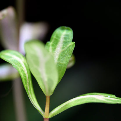 Shinnersia Rivularis 'Weiss-Grün' - Tropical Aquarium Plant - CloudAqua